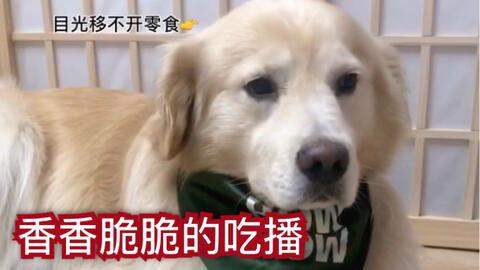 狗子皮肤爆料视频,独家爆料带你领略毛茸茸的奥秘