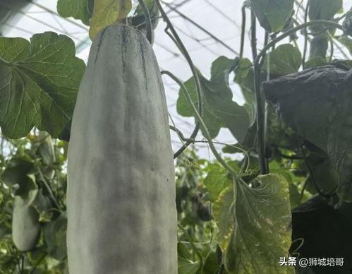 哪里可以免费吃瓜,让你轻松畅享夏日清凉