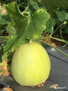 哪里可以免费吃瓜,让你轻松畅享夏日清凉 第2张 哪里可以免费吃瓜,让你轻松畅享夏日清凉 第2张