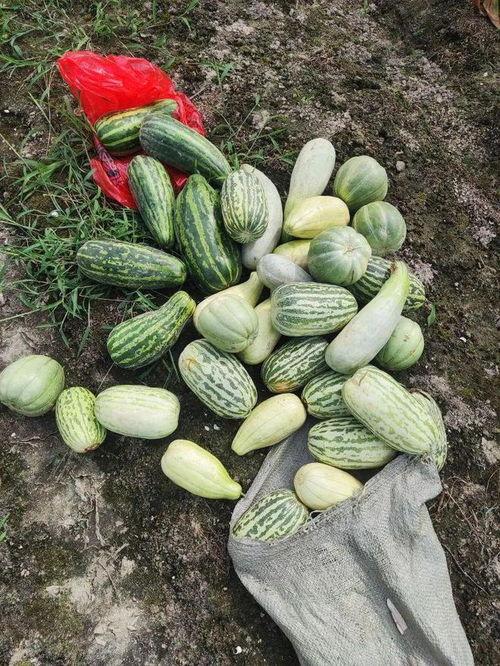 哪里可以免费吃瓜,让你轻松畅享夏日清凉 第3张 哪里可以免费吃瓜,让你轻松畅享夏日清凉 第3张