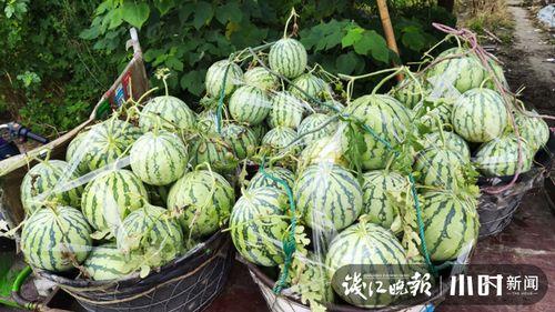 杭州吃瓜网红是谁啊图片,网络红人背后的故事 第3张 杭州吃瓜网红是谁啊图片,网络红人背后的故事 第3张