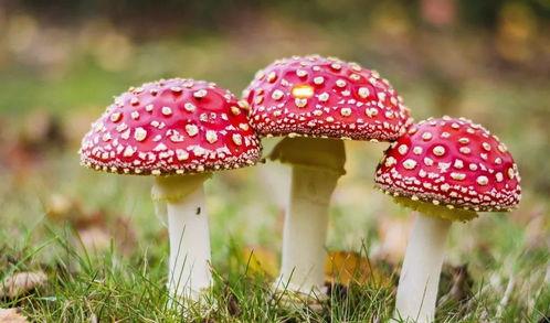 吃瓜爆料蘑菇视频,吃瓜爆料蘑菇视频带你探秘幕后真相  第3张