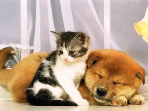 石家庄爆料狗和猫视频,狗狗与猫咪欢乐互动瞬间