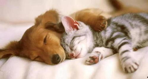 石家庄爆料狗和猫视频,狗狗与猫咪欢乐互动瞬间  第2张