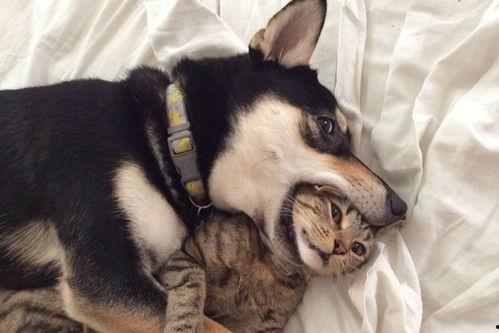 石家庄爆料狗和猫视频,狗狗与猫咪欢乐互动瞬间  第3张