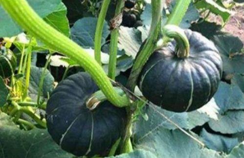 免费网红吃瓜视频大全,精彩瞬间不容错过！