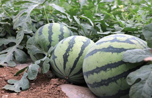 康县网红吃瓜十分钟,十分钟带你领略当地风情 第3张 康县网红吃瓜十分钟,十分钟带你领略当地风情 第3张