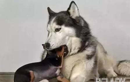 视频爆料 二哈是真的吗,视频爆料揭示的犬界“网红”之谜 第2张 视频爆料 二哈是真的吗,视频爆料揭示的犬界“网红”之谜 第2张