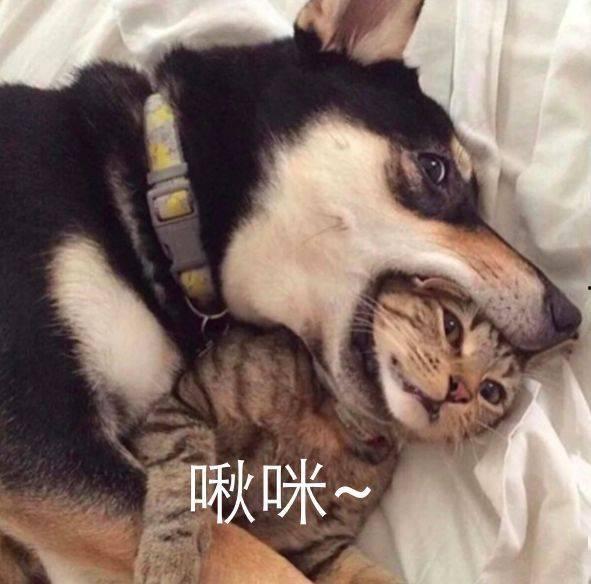 视频爆料 二哈是真的吗,视频爆料揭示的犬界“网红”之谜 第3张 视频爆料 二哈是真的吗,视频爆料揭示的犬界“网红”之谜 第3张