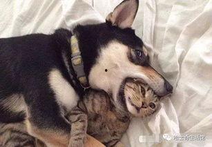 西安狗狗爆料事件最新进展,最新调查进展及官方回应揭晓