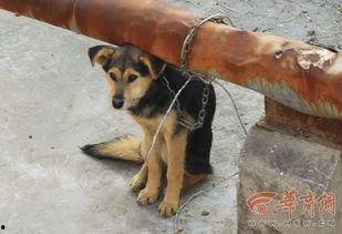 西安狗狗爆料事件最新进展,最新调查进展及官方回应揭晓  第2张