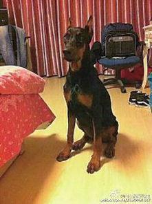 西安狗狗爆料事件最新进展,最新调查进展及官方回应揭晓  第3张