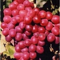 提子事件谁爆料的啊最新,揭秘爆料者身份与动机