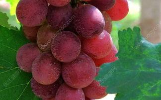 提子事件谁爆料的啊最新,揭秘爆料者身份与动机  第3张