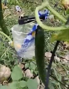 邳州网红吃瓜事件视频最新,一场网络狂欢背后的真相揭秘  第3张